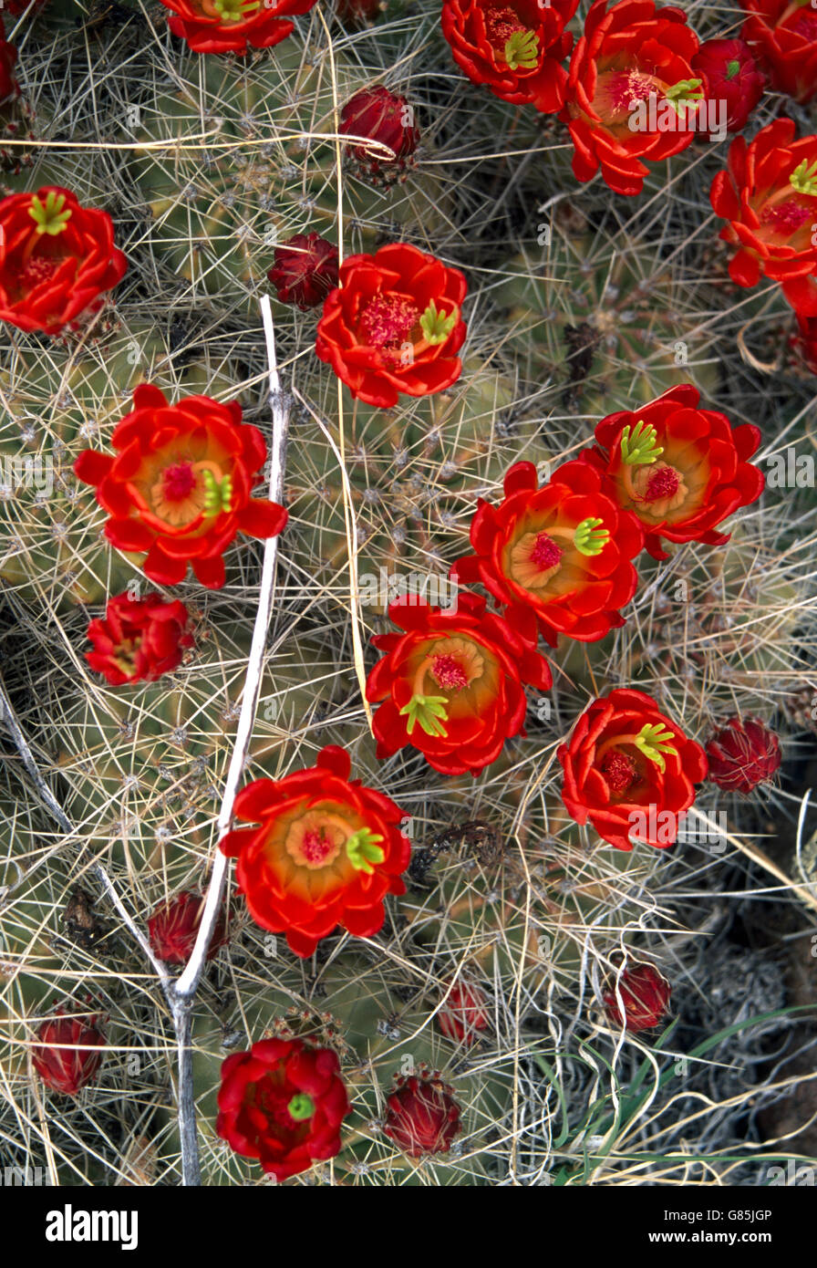 Colorado Usa Rio Grande County Claret-cup Cactus Echinocerus Triglochidiatus Stock Photo