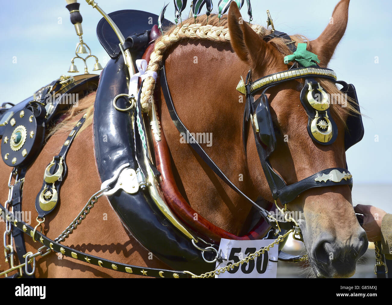 Decorated harness hi-res stock photography and images - Alamy