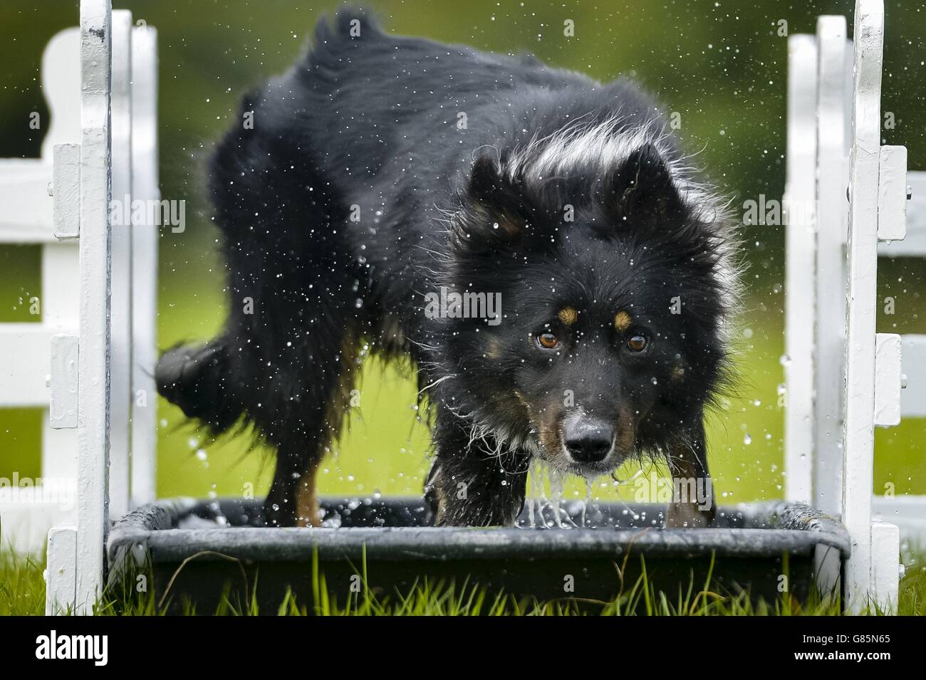 Sam the three-year-old Border Collie sheepdog takes a bath in a mini water obstacle at home in Rhos yr Hafod, Camarthen, Wales, where his trainer, Meirion Owen, uses him to herd ducks. Stock Photo