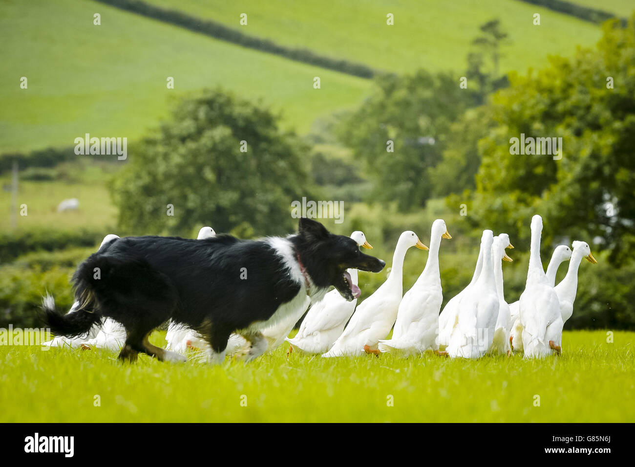 Duck sales herding dog