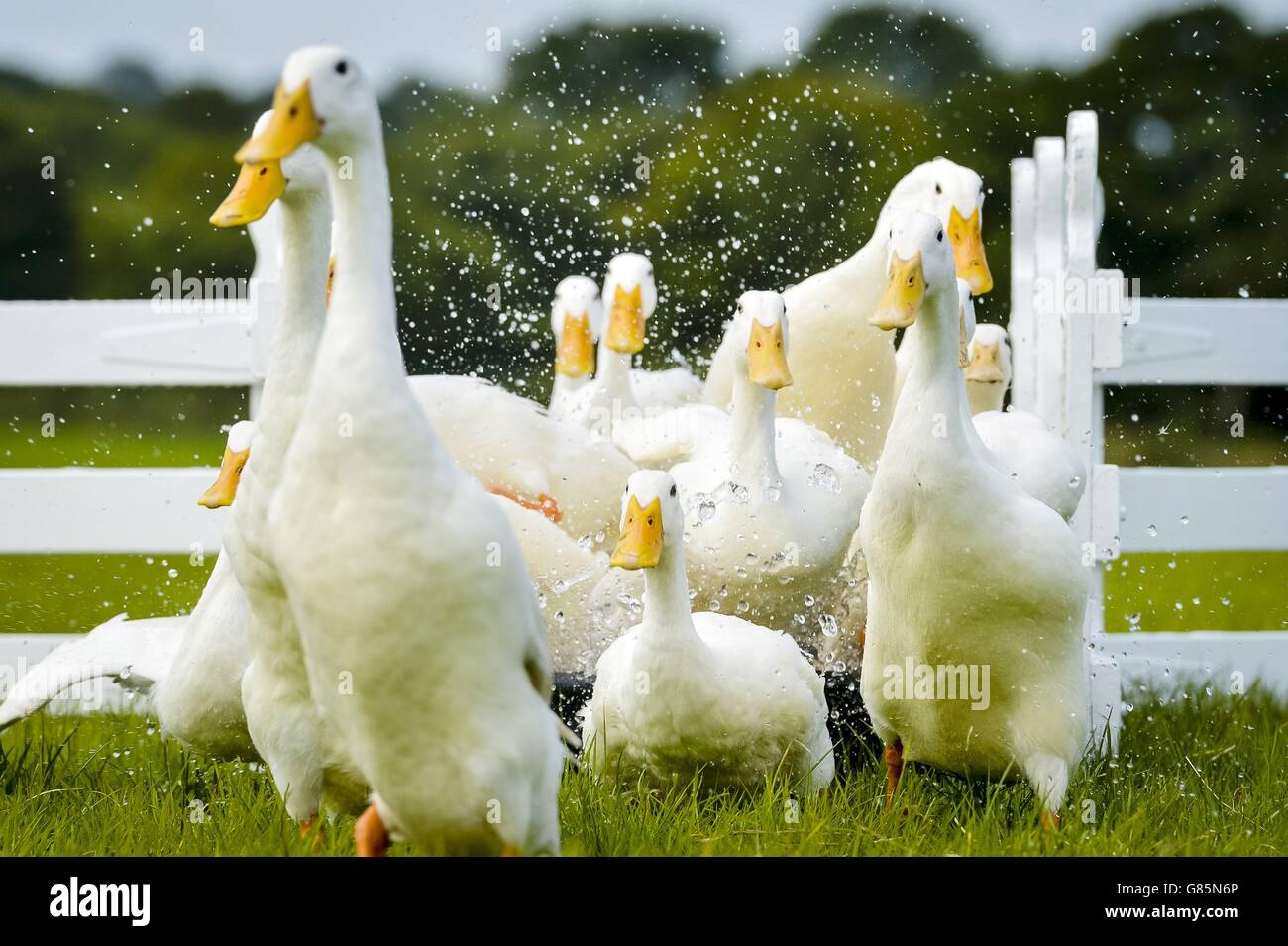 A flock of Indian Runner ducks move through water fence herded by Sam
