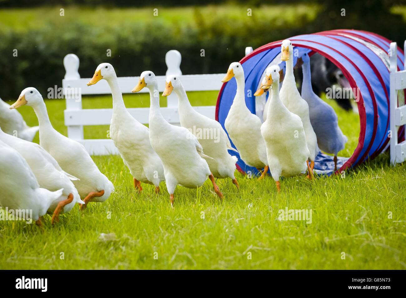 What Dog Breeds Are Good To Herd Ducks