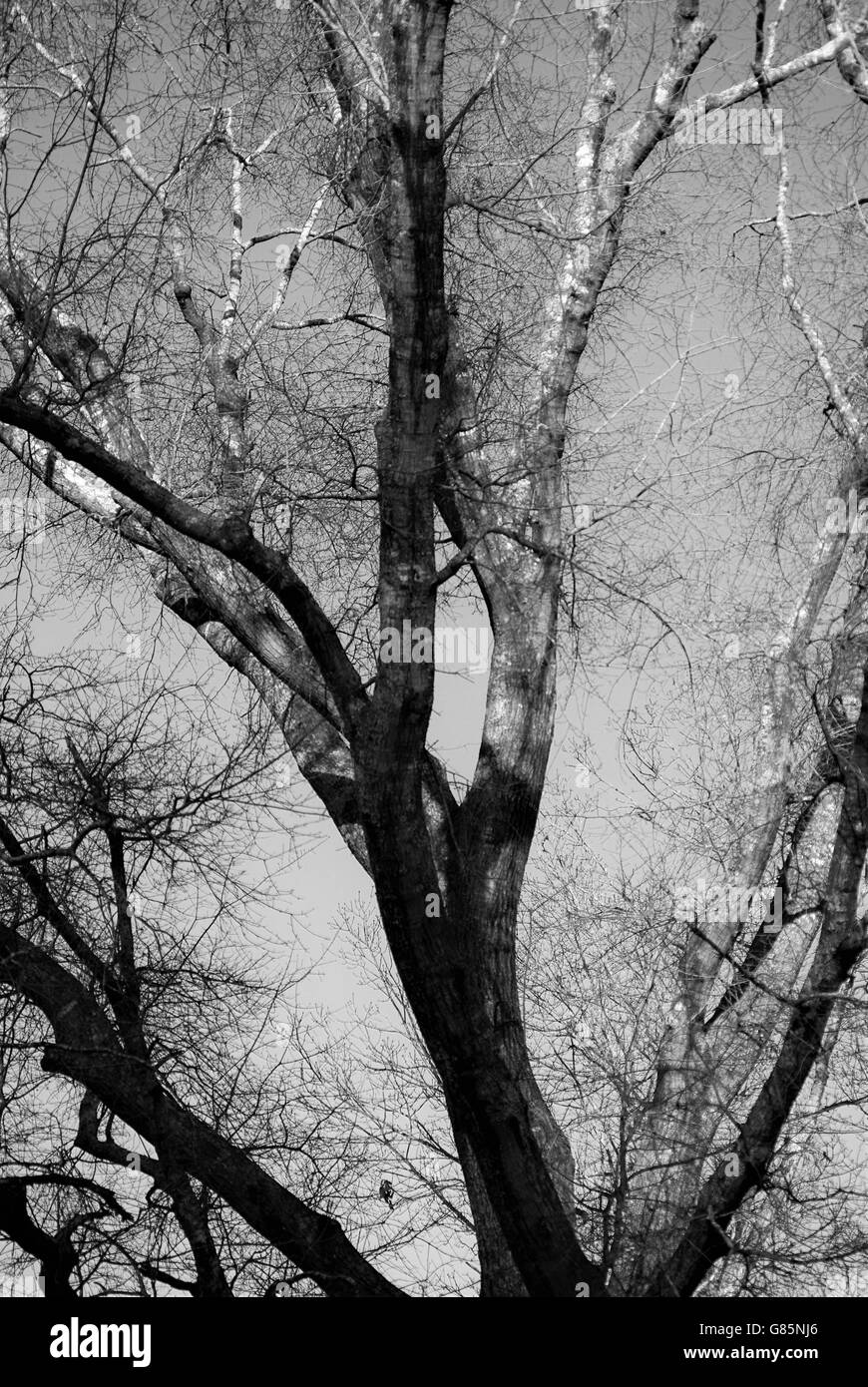 Black white oak tree Black and White Stock Photos & Images - Alamy