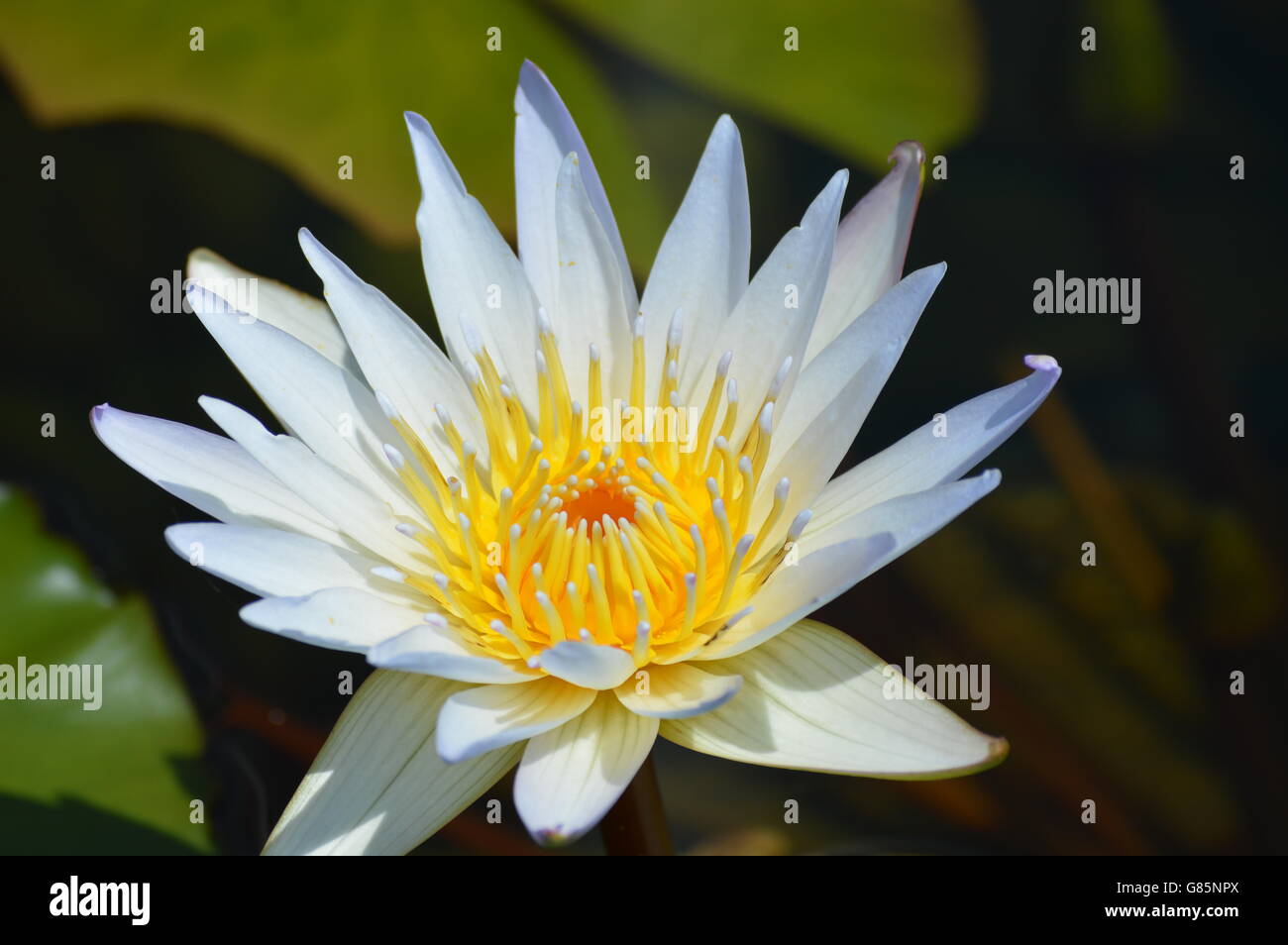 Water Lily in the pond Stock Photo - Alamy