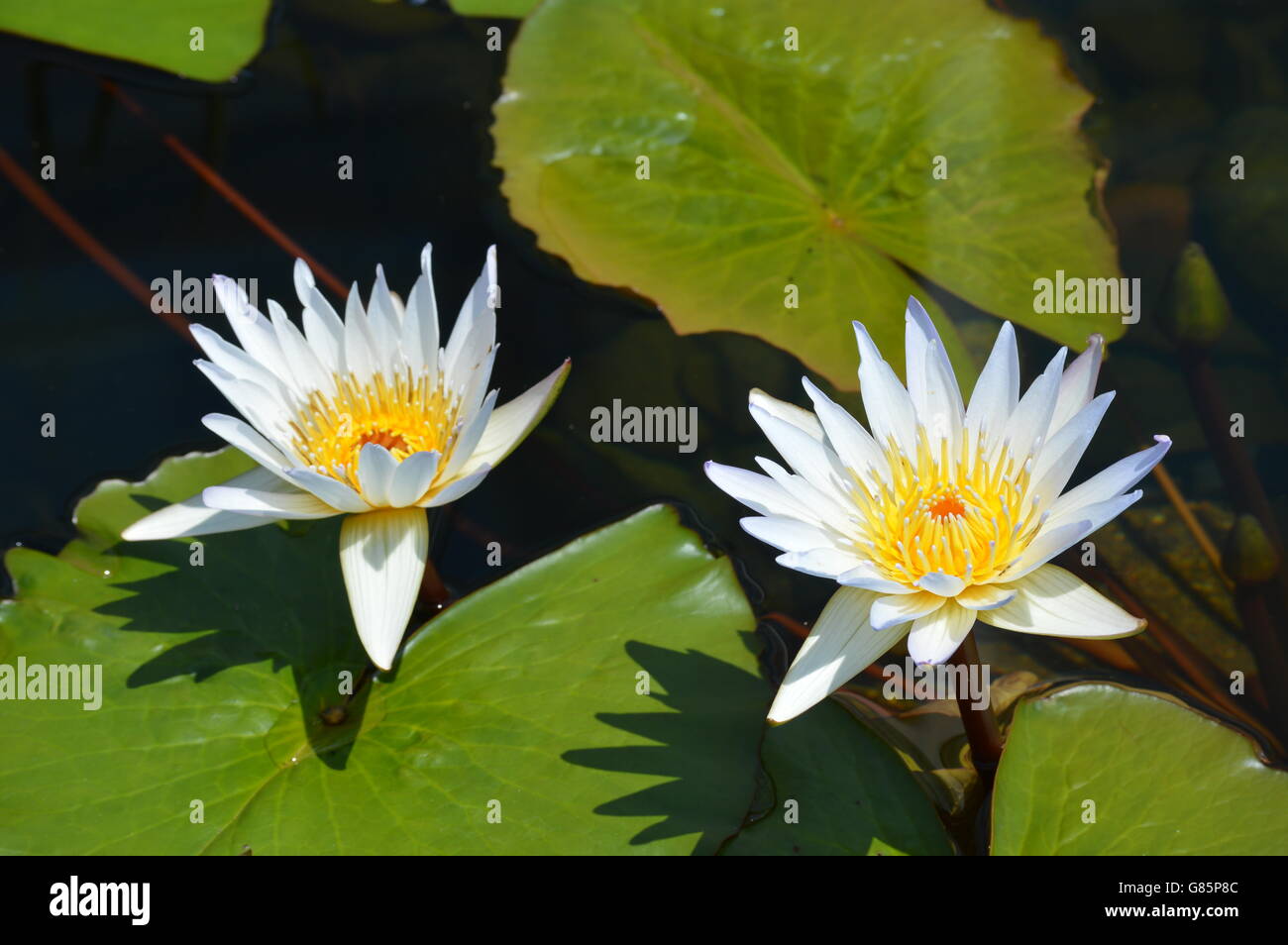 Water Lily in the pond Stock Photo - Alamy
