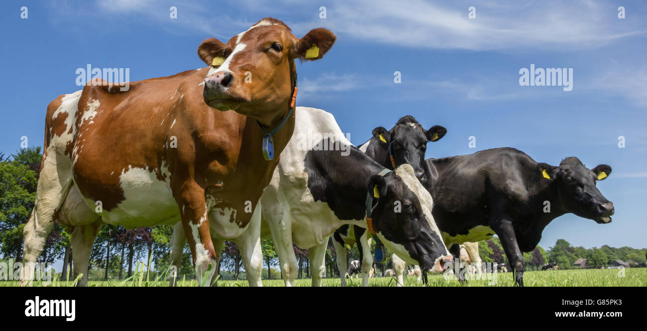 Dutch landscape with cows in a green meadow Stock Photo - Alamy