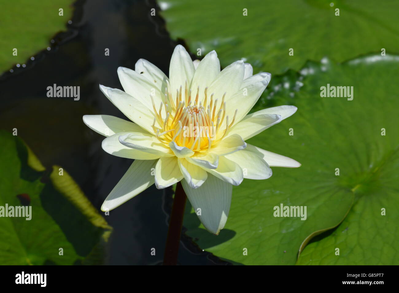 Water Lily in the pond Stock Photo - Alamy