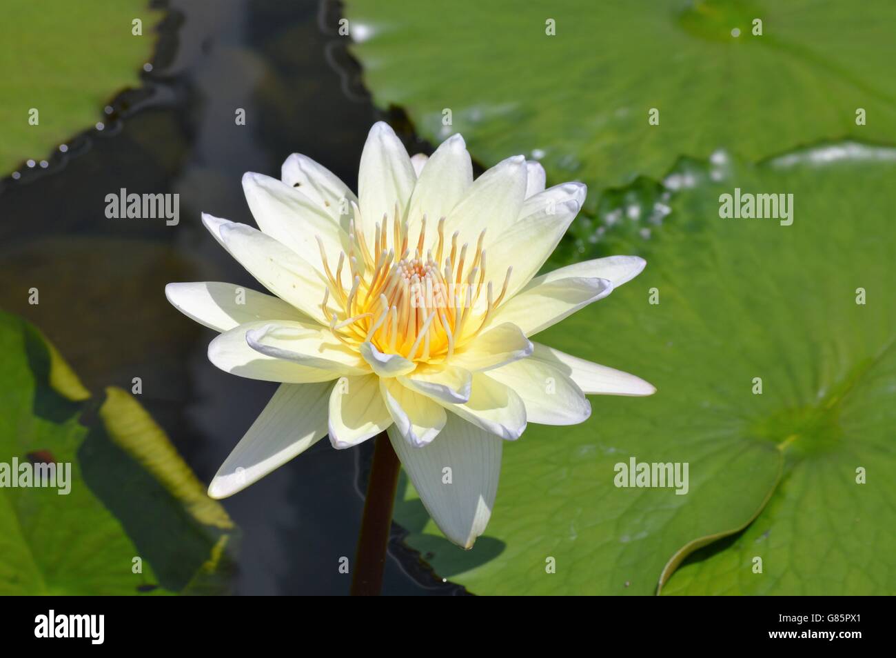Water Lily in the pond Stock Photo - Alamy