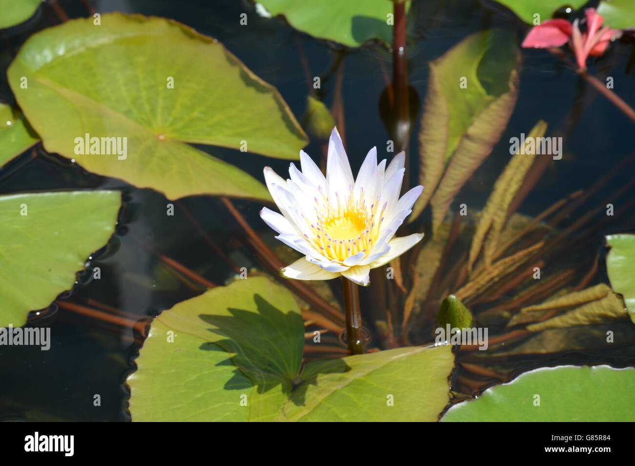 Water Lily in the pond Stock Photo - Alamy