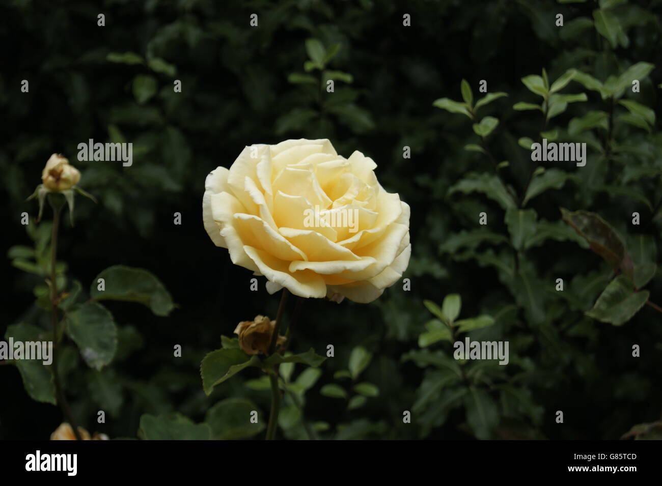 London rose hi-res stock photography and images - Alamy