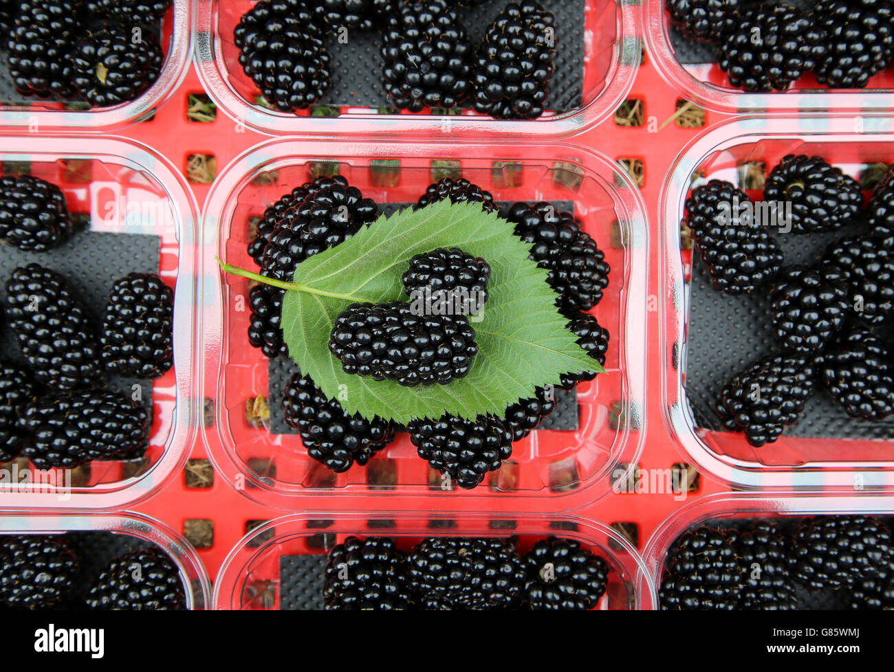 Driscoll's Victoria blackberries Stock Photo Alamy