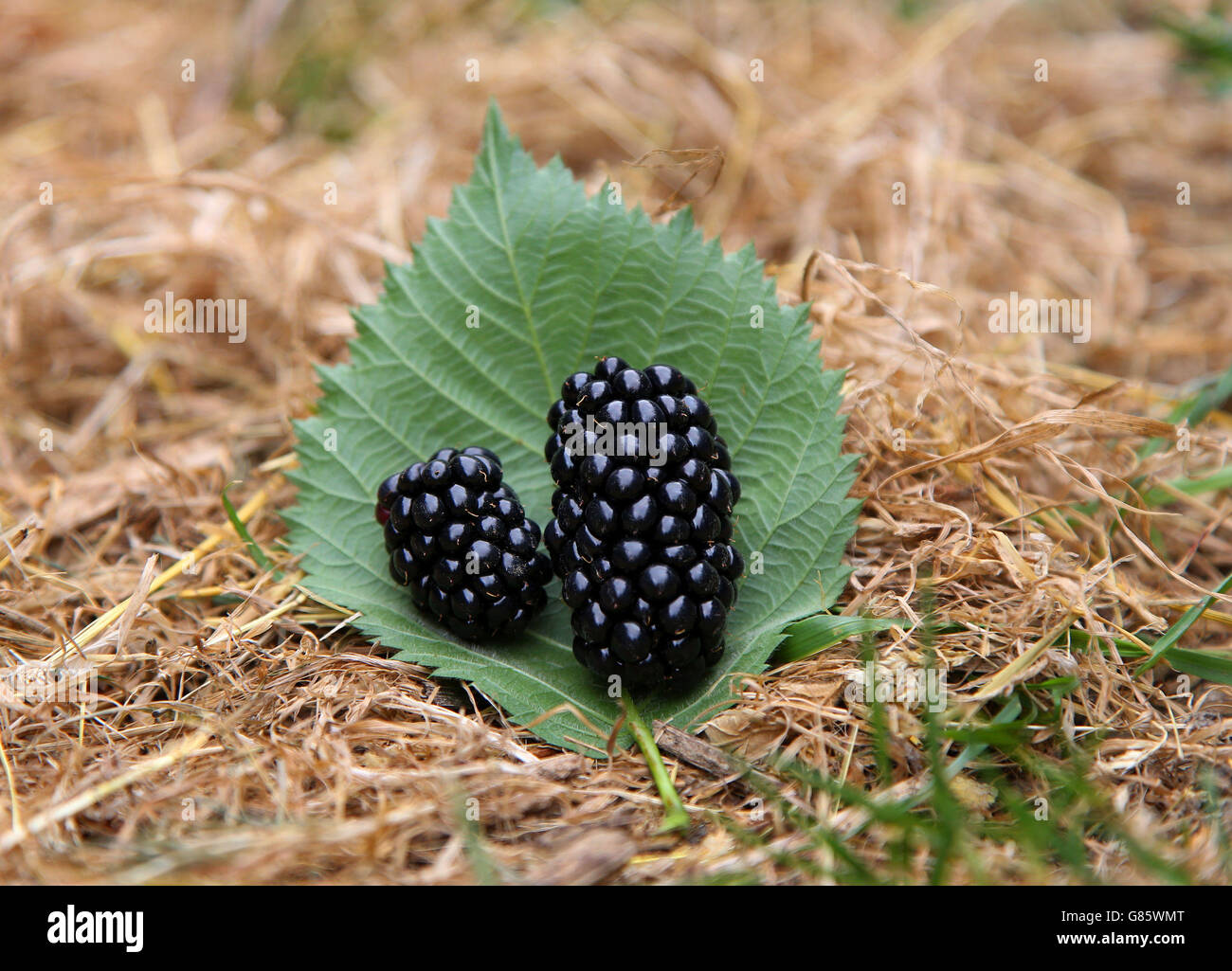 Driscoll's Victoria blackberries Stock Photo Alamy
