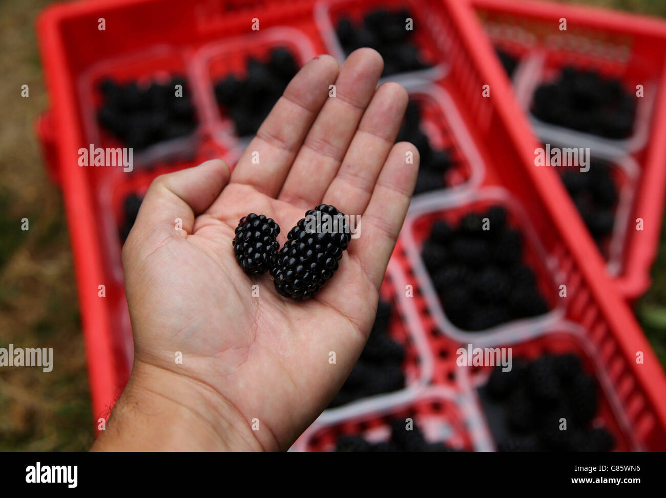 A view of a Driscoll's Victoria Blackberry (right) a variety which can