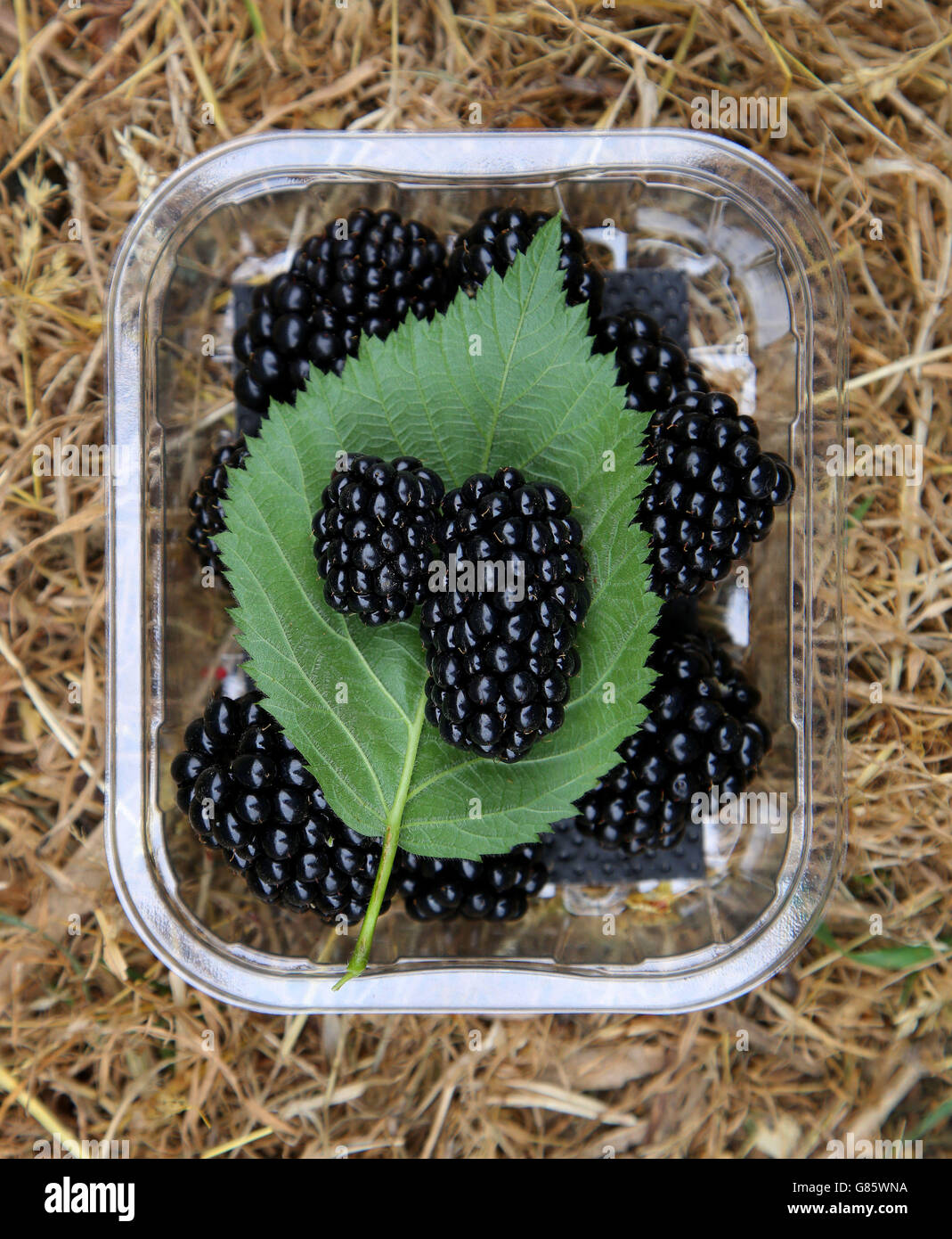 Standard variety hires stock photography and images Alamy