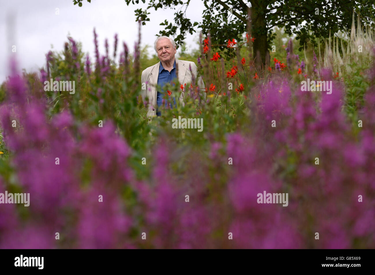 Sir David Attenborough visits the London Wetland Centre in west London where he launched his new campaign to raise public awareness to help reverse the butterfly decline, urging the public to plant butterfly-friendly flowers in their garden to help reverse declining numbers of the insects. Stock Photo