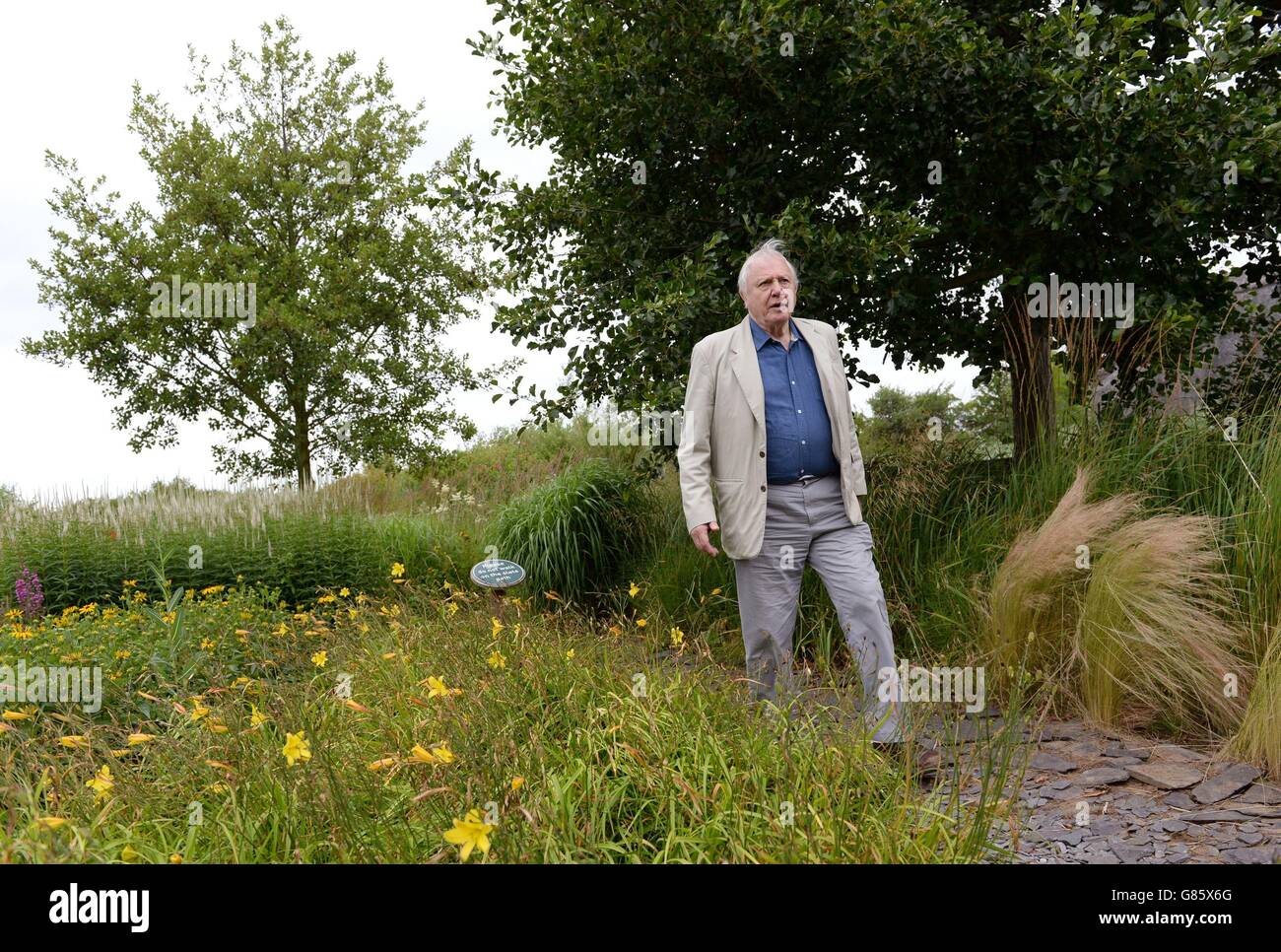 Sir David Attenborough visits the London Wetland Centre in west London where he launched his new campaign to raise public awareness to help reverse the butterfly decline, urging the public to plant butterfly-friendly flowers in their garden to help reverse declining numbers of the insects. Stock Photo