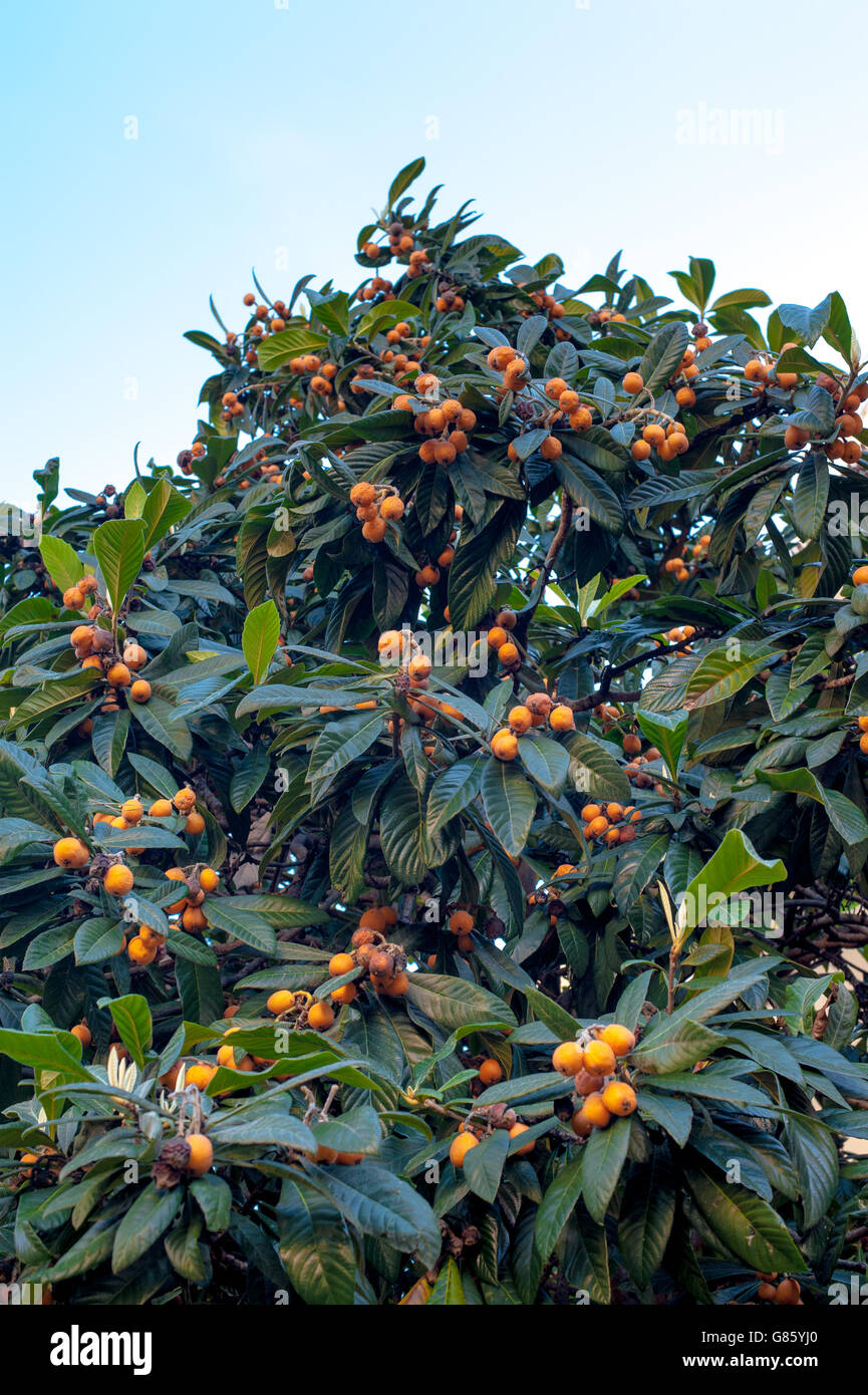 Medlar tree branch and orange ripe fruits vertical view from the ground Stock Photo