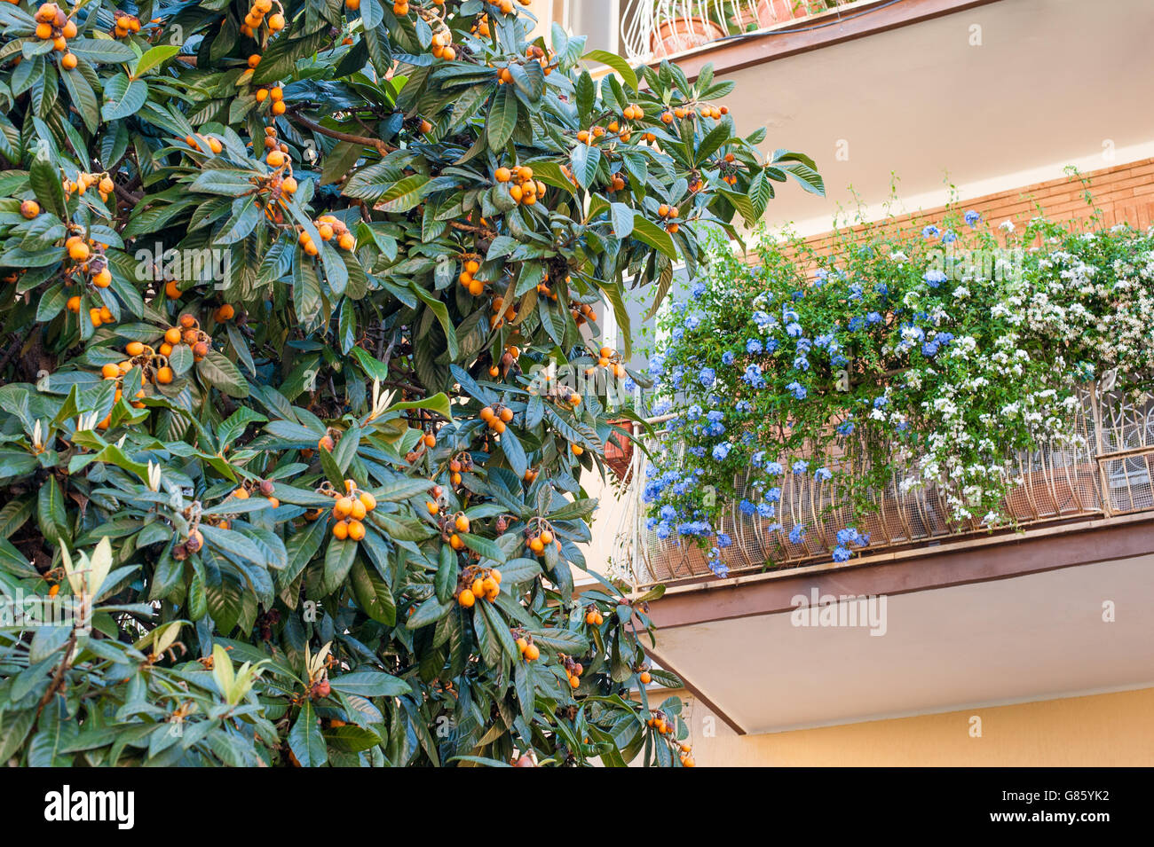 Medlar tree branch and ripe fruits with house balcony decorated with flowers Stock Photo