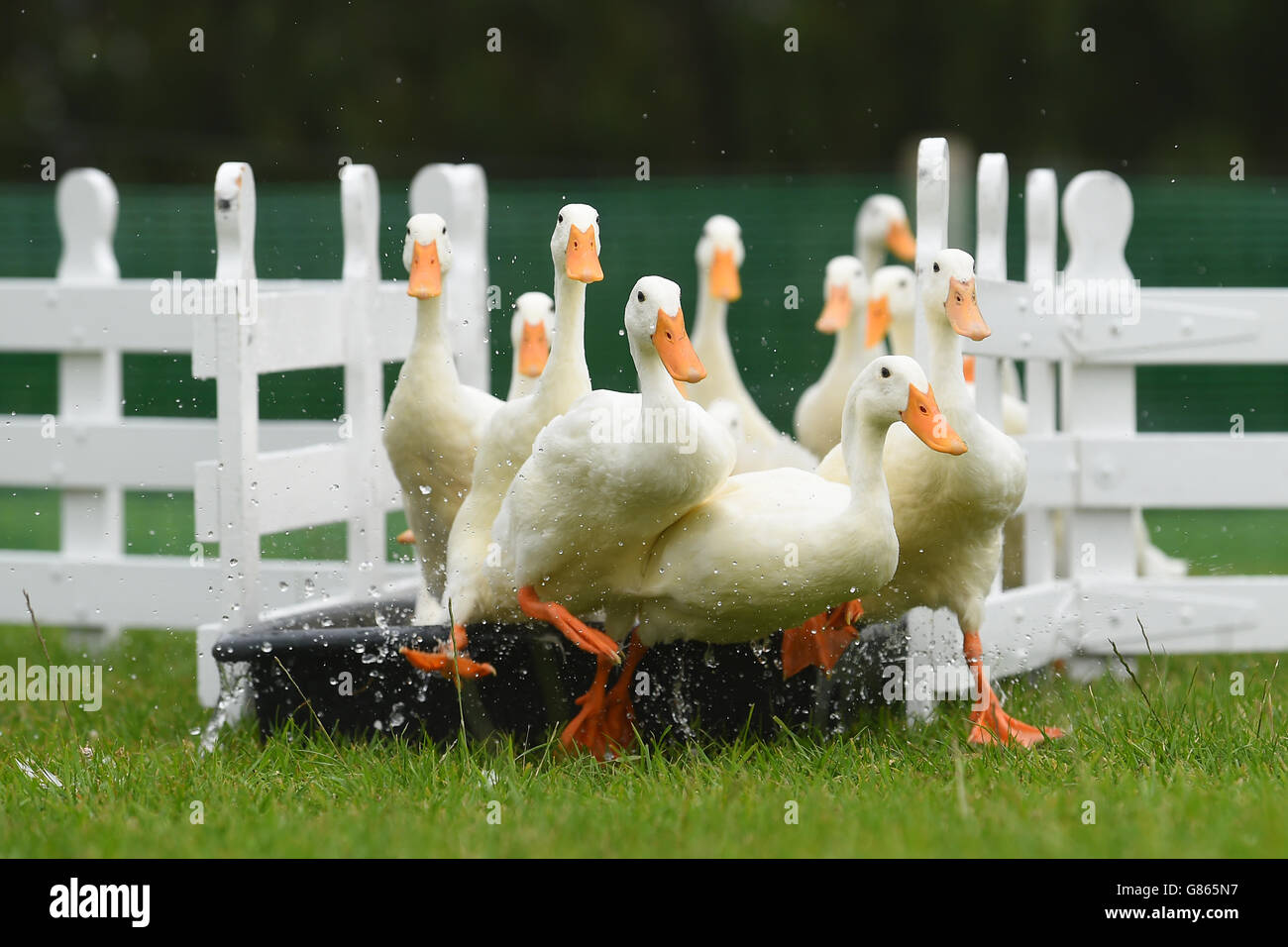 Indian Runner ducks are herded through a gate during the launch of the International Agility