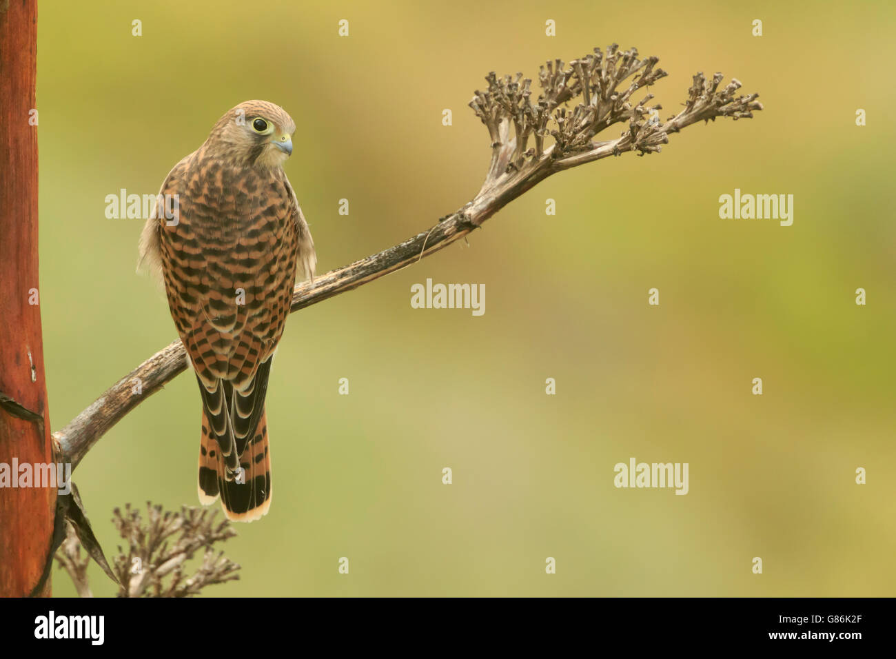 The common kestrel (Falco tinnunculus). Juvenile bird of prey on a cactus flower tree with clean green background eye level Stock Photo