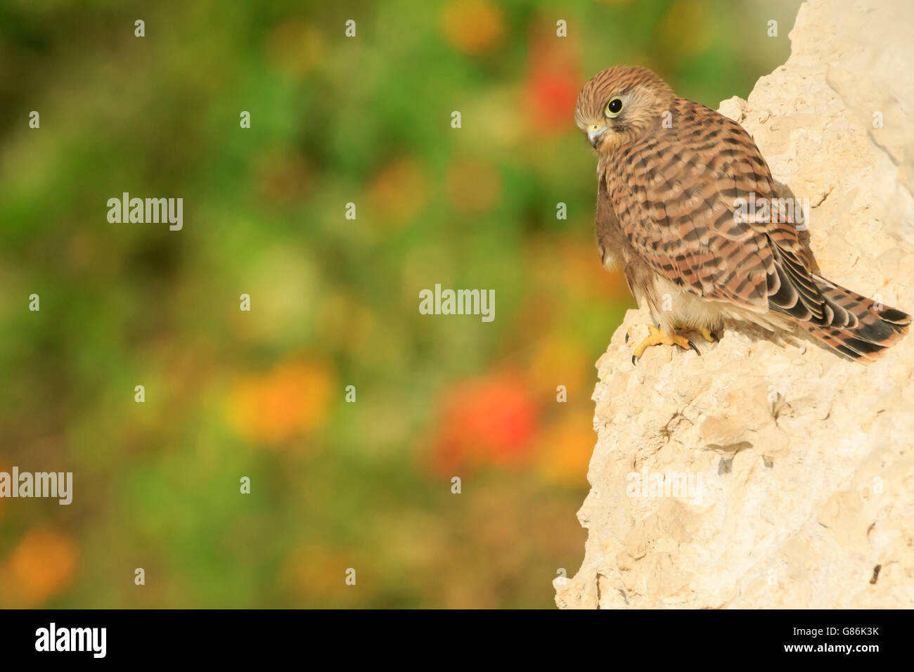 The common kestrel (Falco tinnunculus). Juvenile on rocks of the escarpment, with colors of flowers on the background eye level Stock Photo
