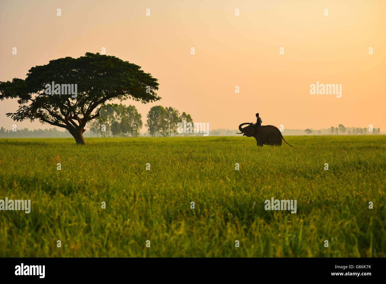 Mahout man riding elephant at sunrise, Thailand Stock Photo