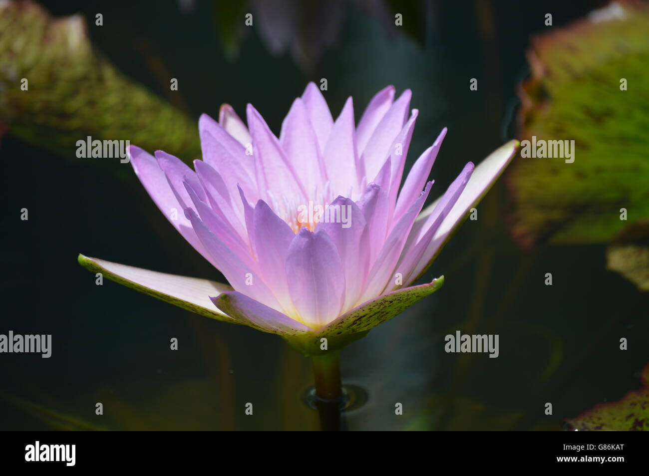 Water Lily in the pond Stock Photo - Alamy