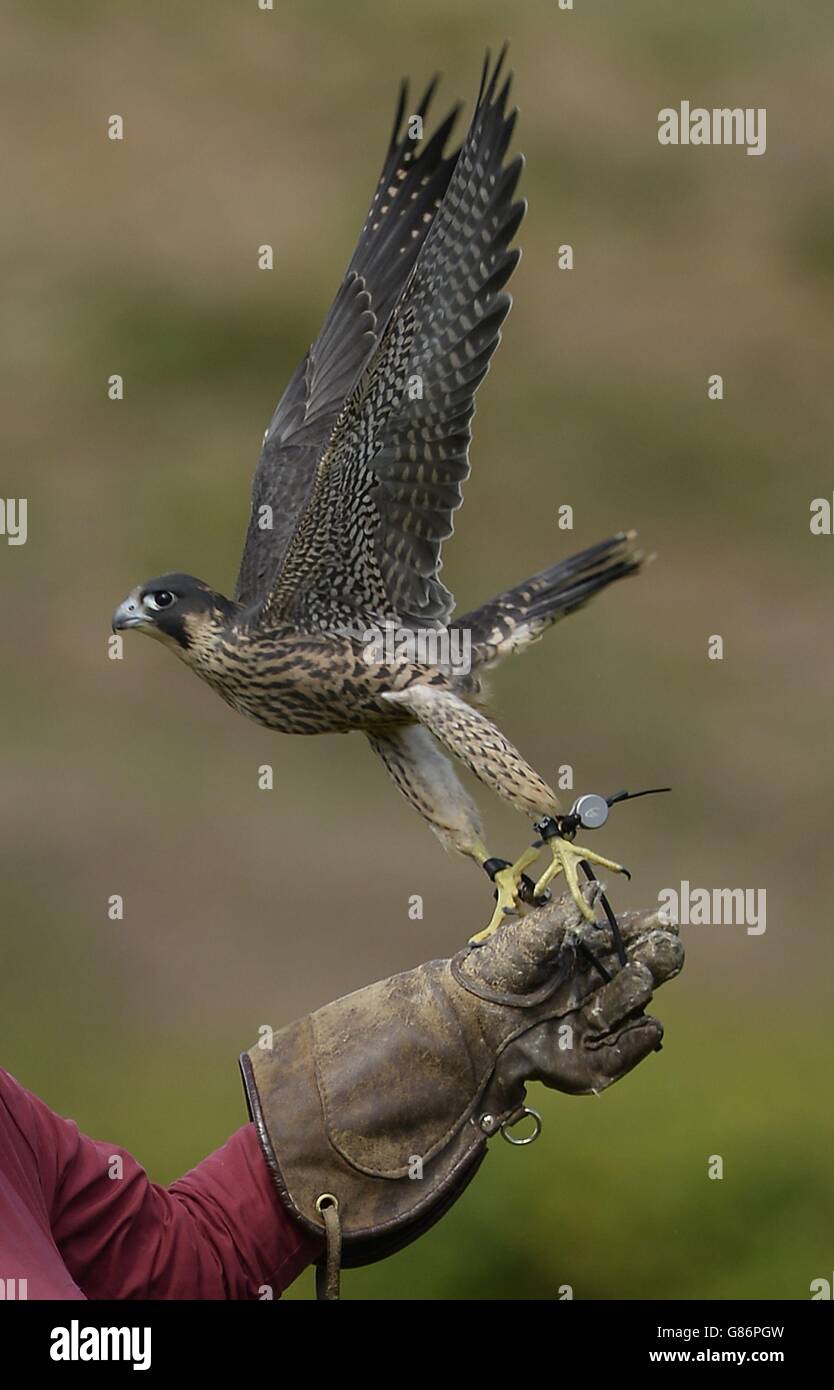 скопа рыболов-ныряльщик. ястреб охотящийся на уток кроссворд. сокол птица соколиная охота. ястреб охотящийся на уток кроссворд. хищная птица охотится на уток.