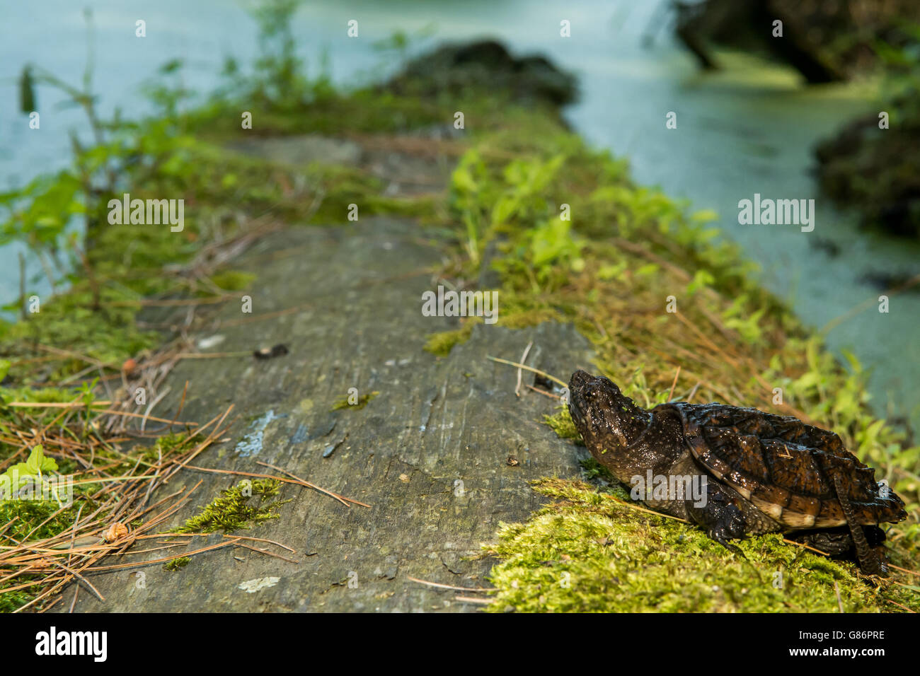 A close up of a baby snapping turtle. Stock Photo