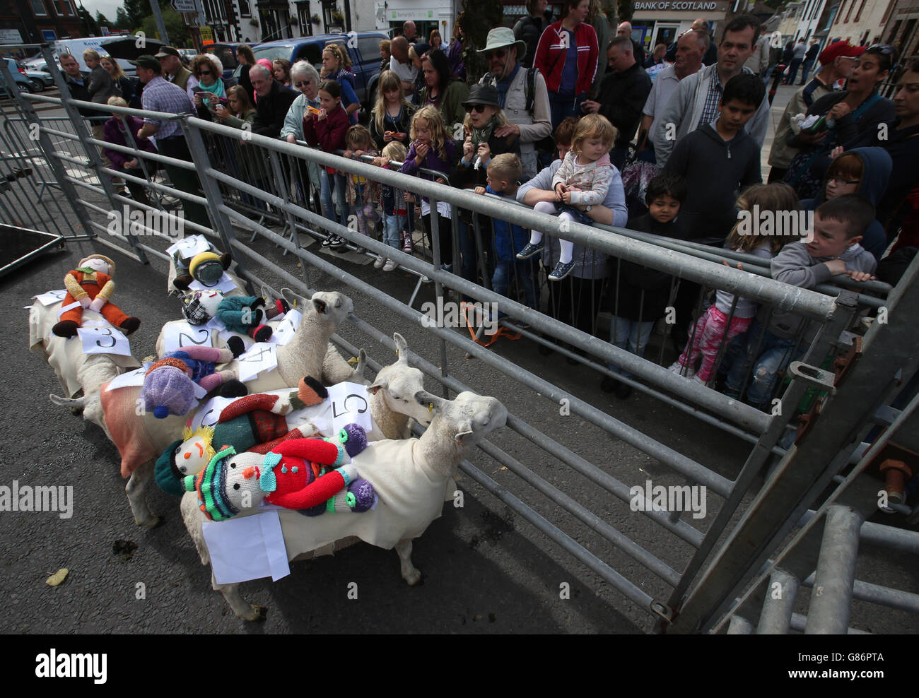 Moffat sheep race hi-res stock photography and images - Alamy