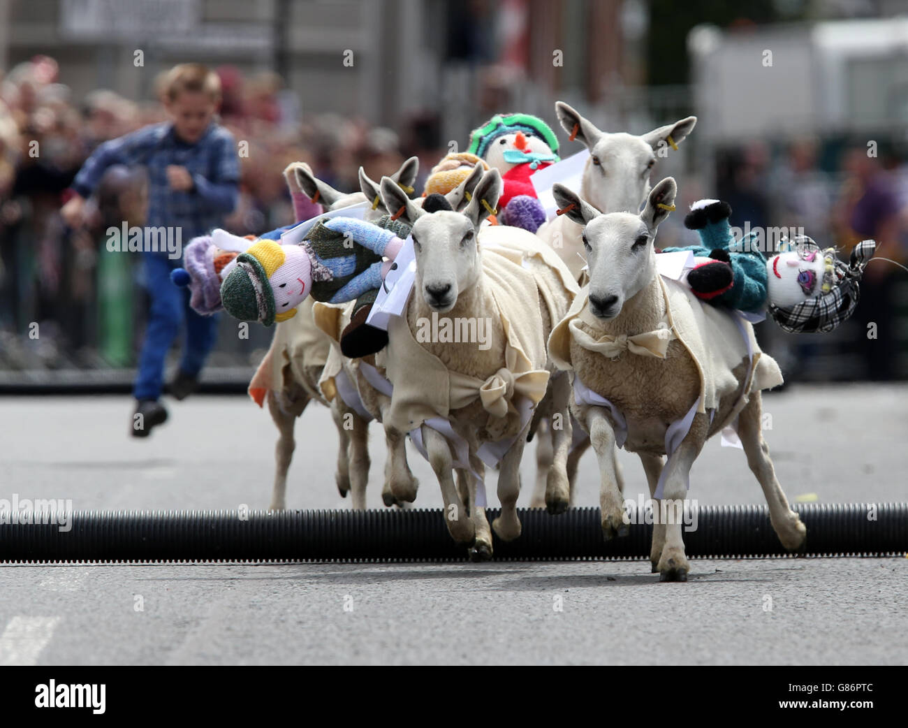 Sheep with knitted woollen jockeys on their backs race down Moffat High ...