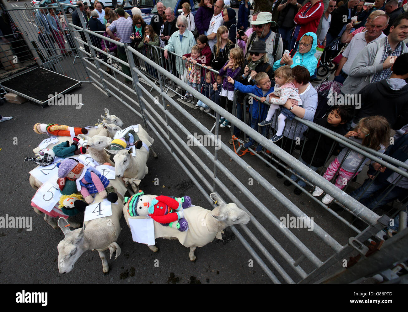 Sheep with knitted woollen jockeys on their backs prepare to race down ...