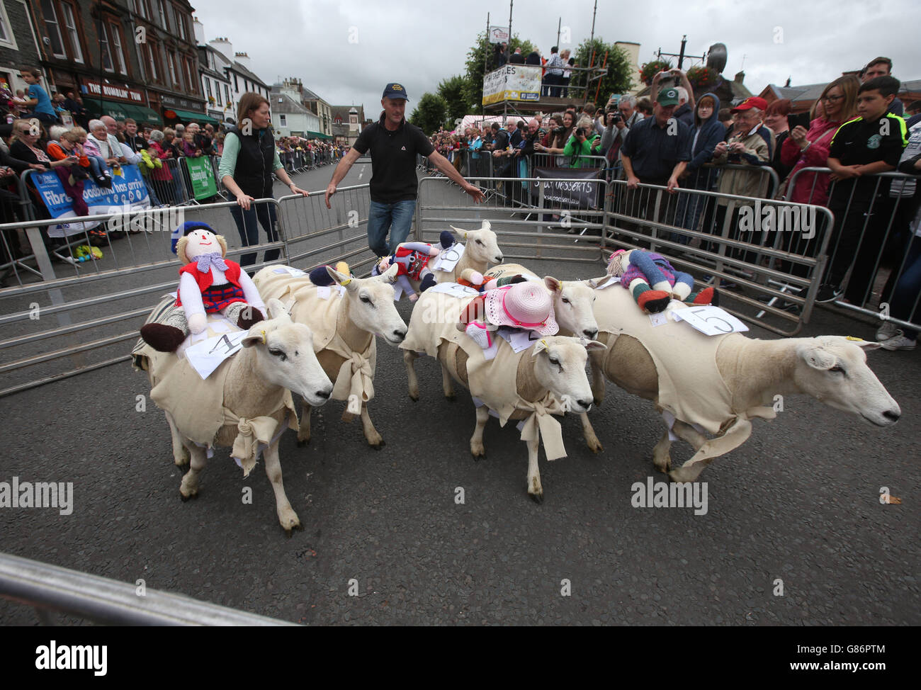 Sheep are rounded up at the finish line after racing down Moffat High ...