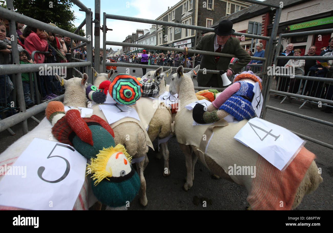 Moffat sheep race hi-res stock photography and images - Alamy