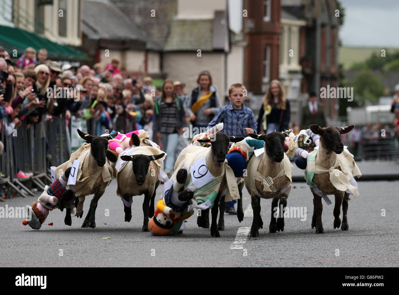 Sheep with knitted woollen jockeys on their backs race down Moffat High Street in Dumfriesshire during the annual Moffat Sheep Races. Crowds turned out to cheer the animals on and place bets on their favourite sheep. Stock Photo