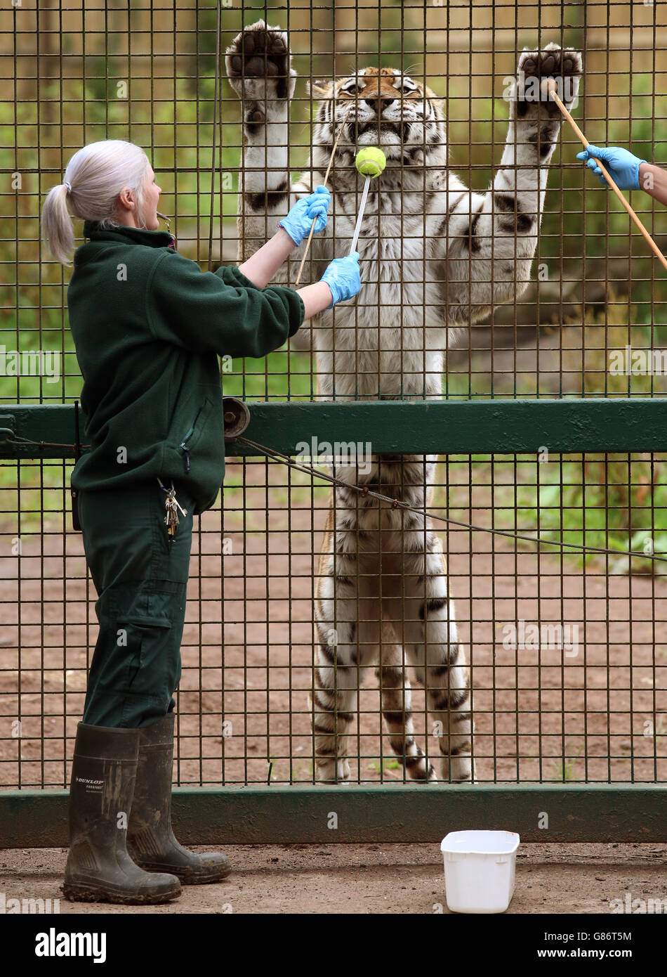 Blair Drummond Safari Park keeper Sandra Rainey with Bela, a 13 year-old Amur Tiger, as the keeper goes through Target Training for Husbandry, a technique using a tennis ball on the end of a stick which allows them to carry out health checks with a positive reward of food. Stock Photo