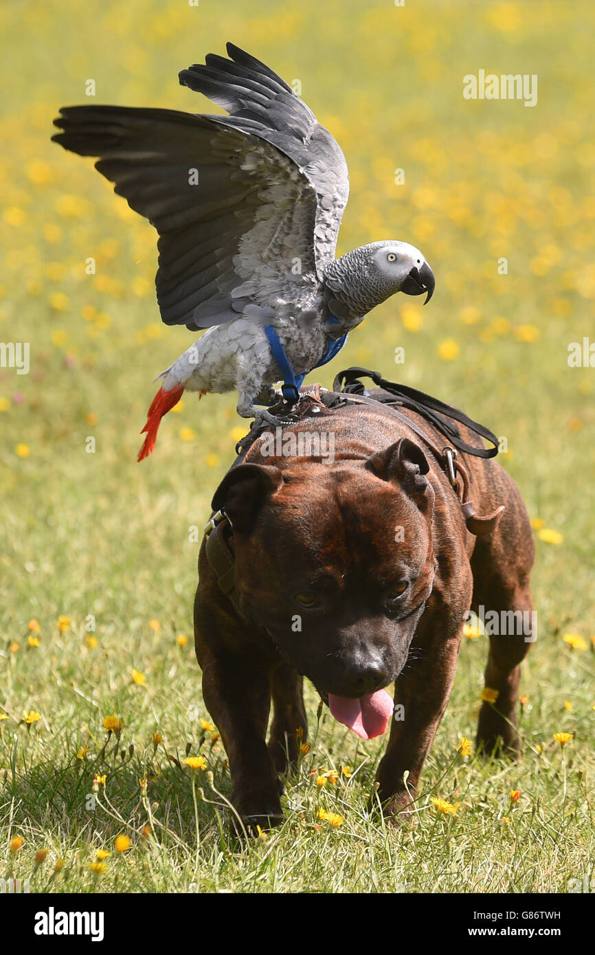 Parrot and dog become friends Stock Photo Alamy