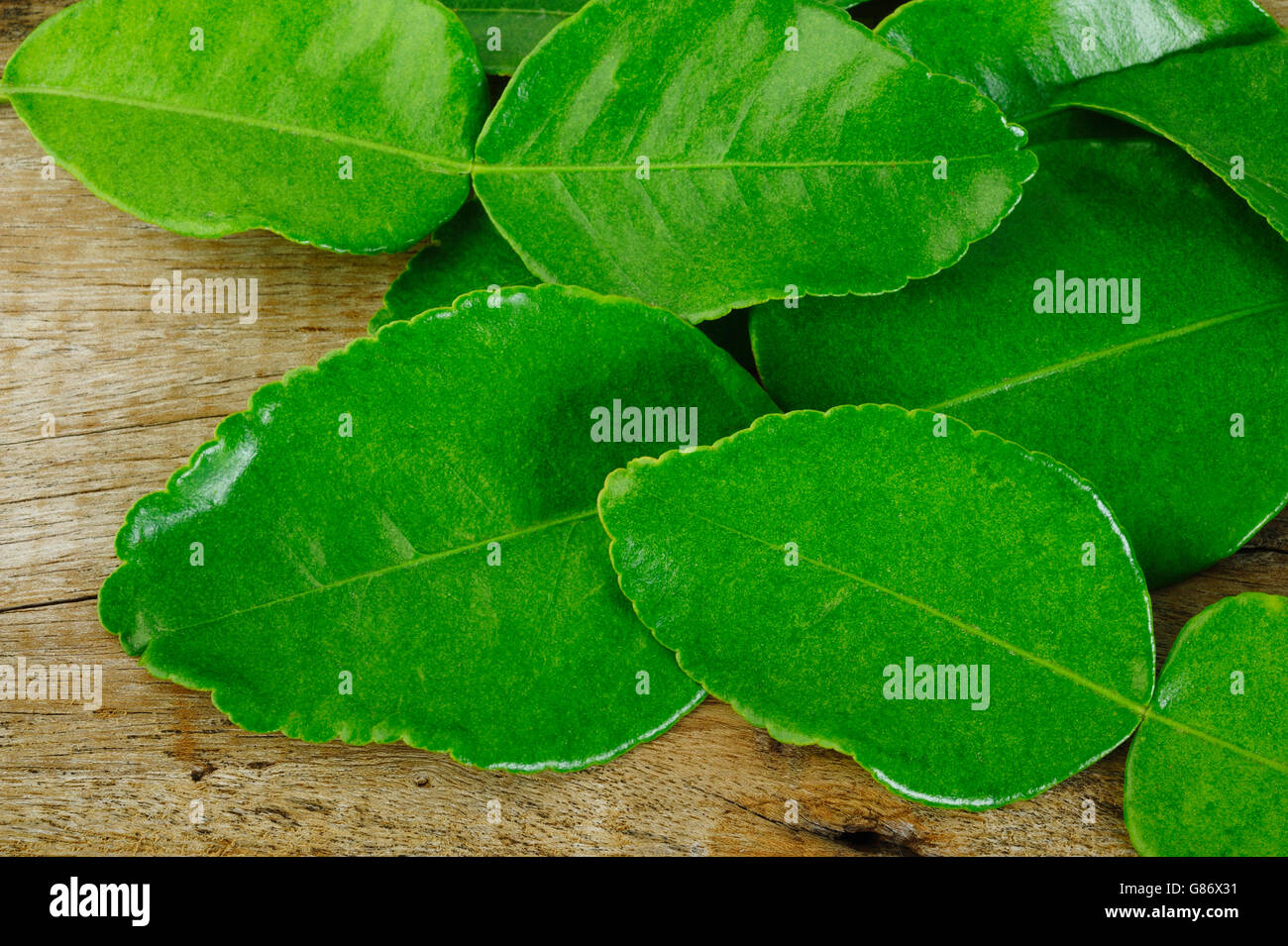 Bergamot leaves Stock Photo