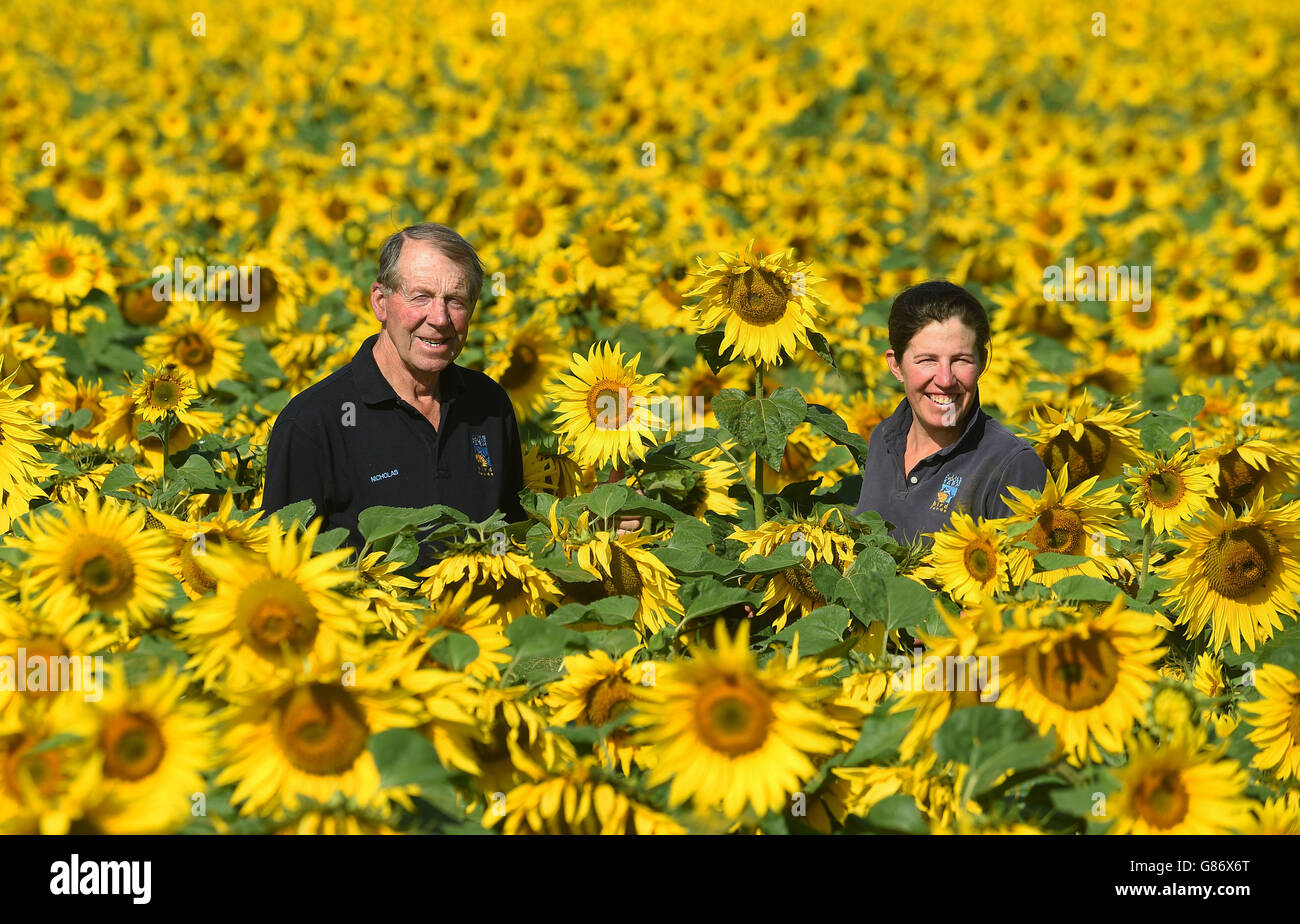 Nicholas Watts and his daughter Lucy in one of their fields of sunflowers at Vine House Farm in Tallington, Lincolnshire. 12/8/2015 Stock Photo
