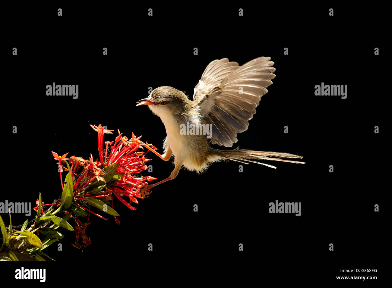 Bird landing on flower, Jember, Indonesia Stock Photo