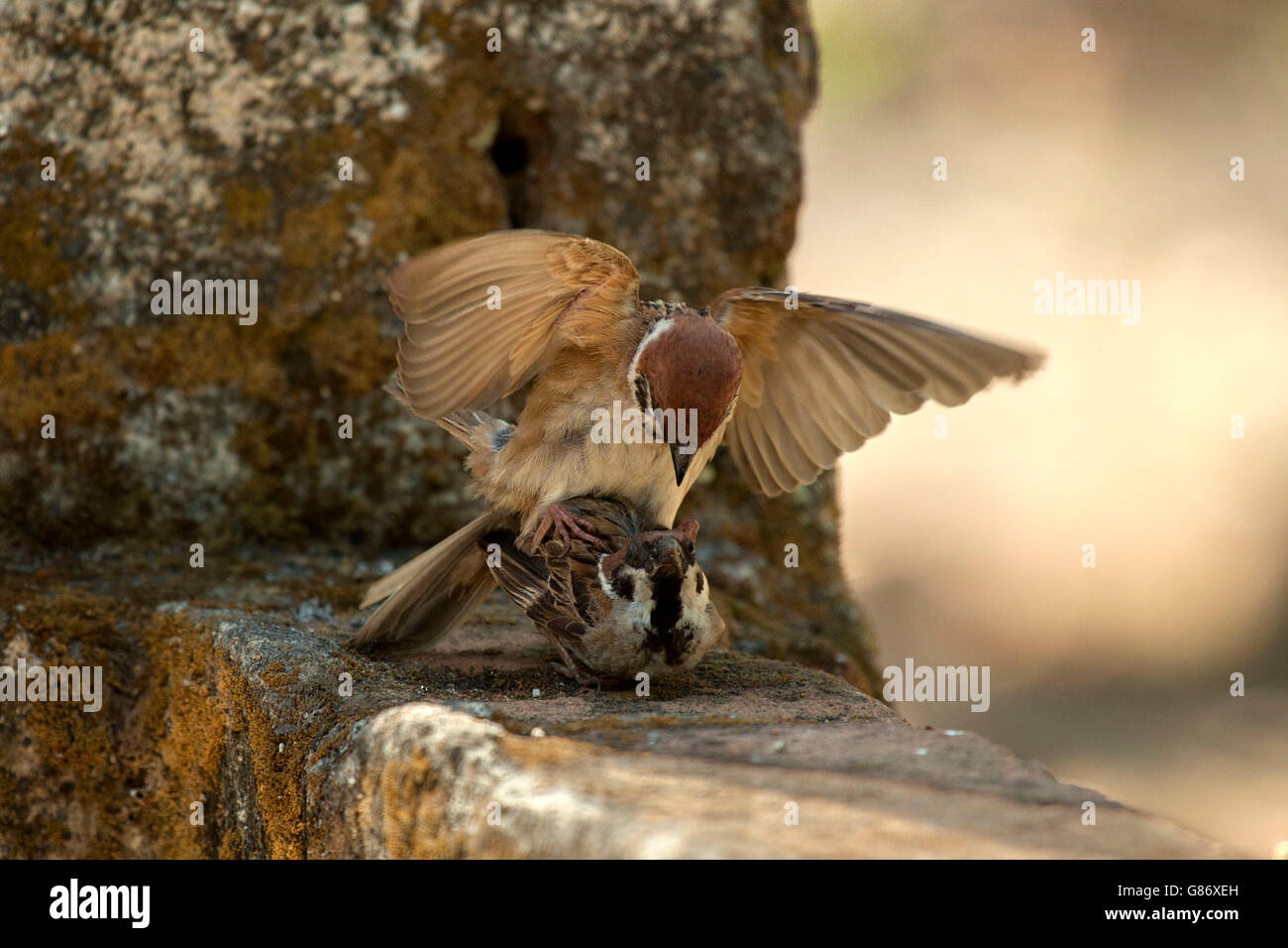 Two birds mating, Jember, Indonesia Stock Photo
