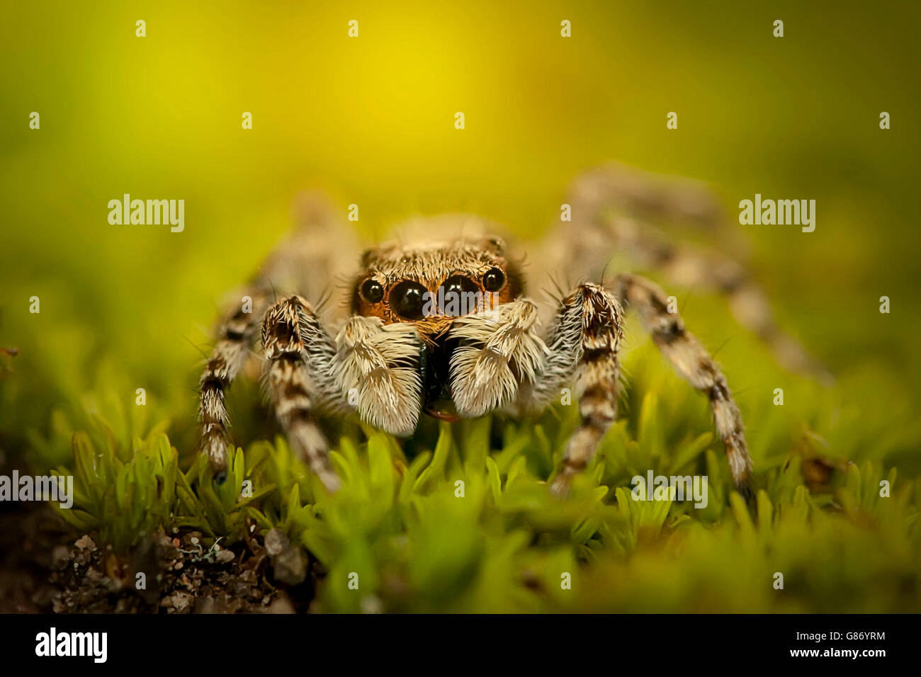 Close-up of jumping spider, Jember, Indonesia Stock Photo