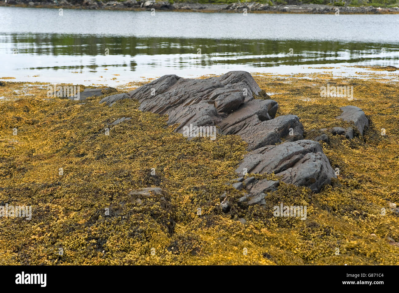 sea weed and rocks on Atlantic ocean shoreline Stock Photo