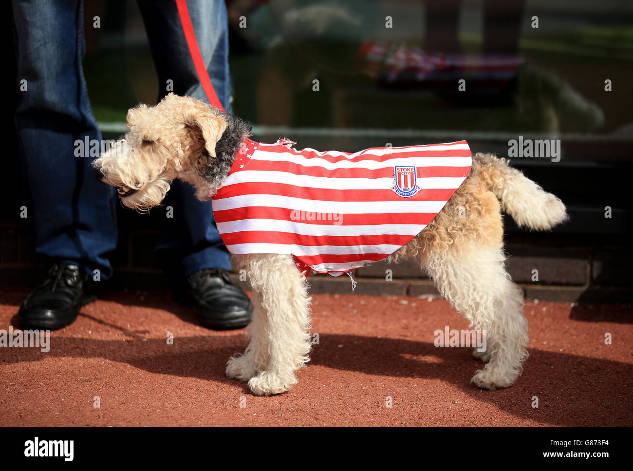 A dog shows support for Stoke City during the Barclays Premier League match at The Britannia Stadium, Stoke-upon-Trent. Stock Photo