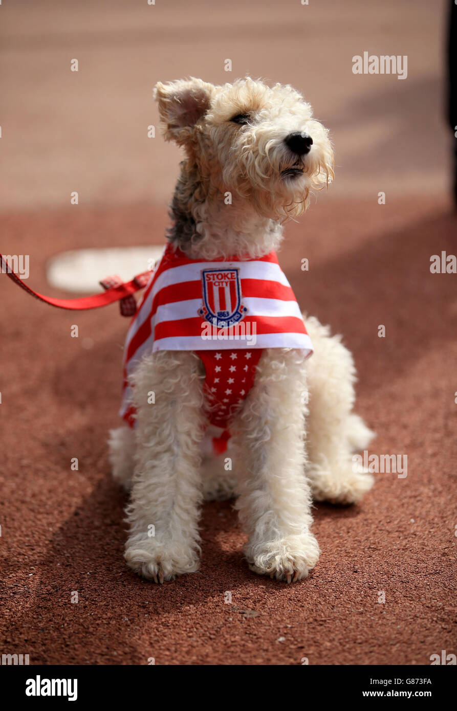 Soccer - Barclays Premier League - Stoke City v West Bromwich Albion - The Britannia Stadium. A dog shows support for Stoke City during the Barclays Premier League match at The Britannia Stadium, Stoke-upon-Trent. Stock Photo