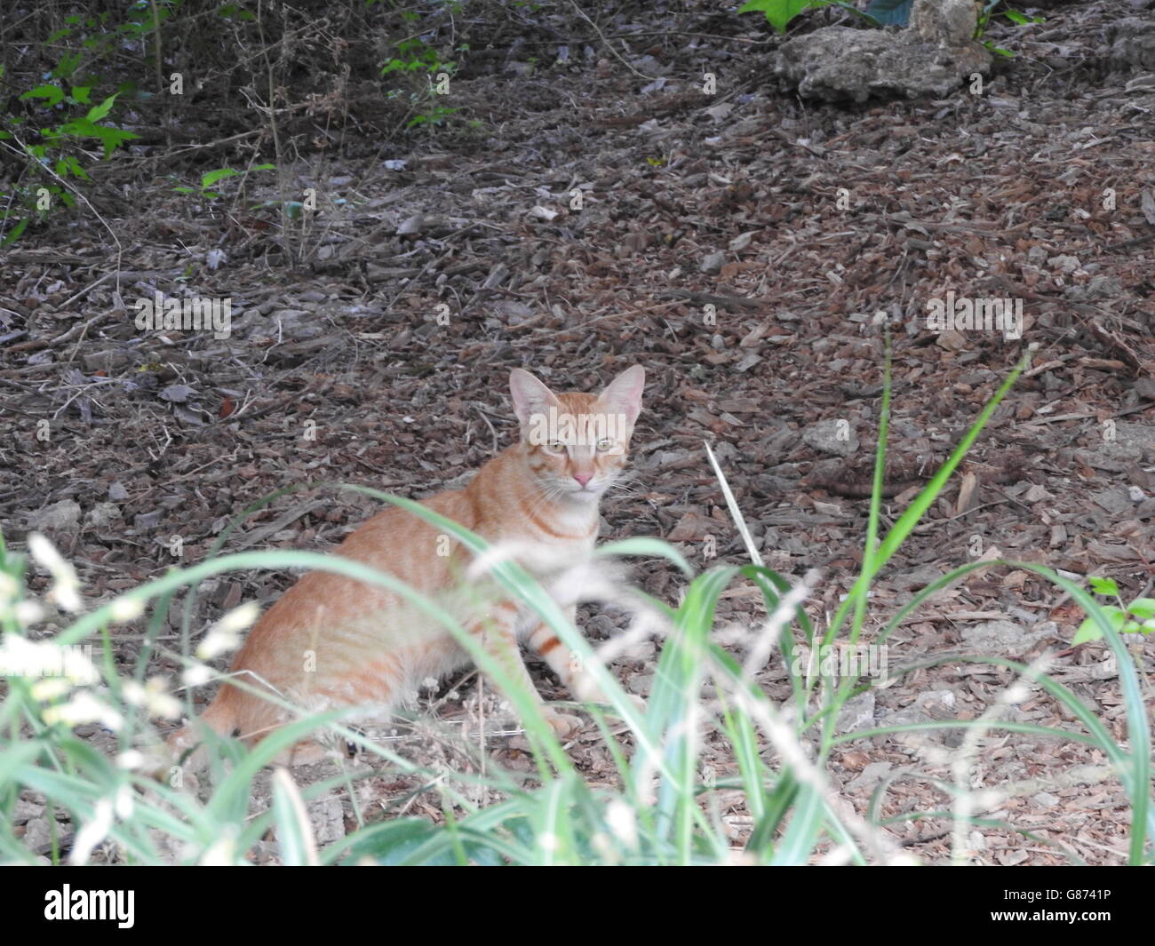 An orange feral cat looks at the camera through some greenery. Stock Photo