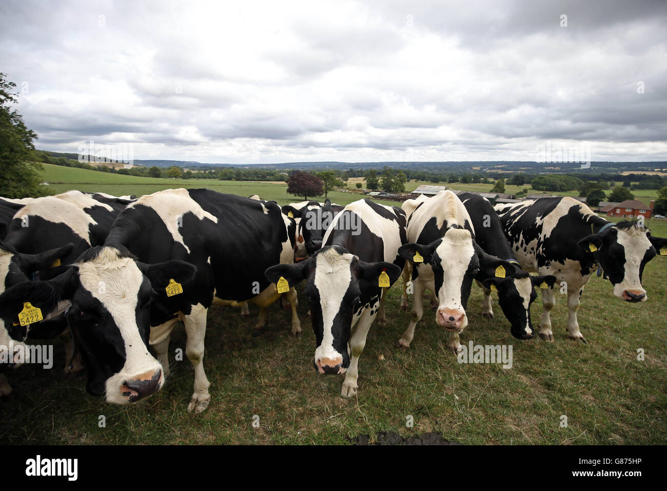 Milk price protest. Cows graze in a field before being milked at Home