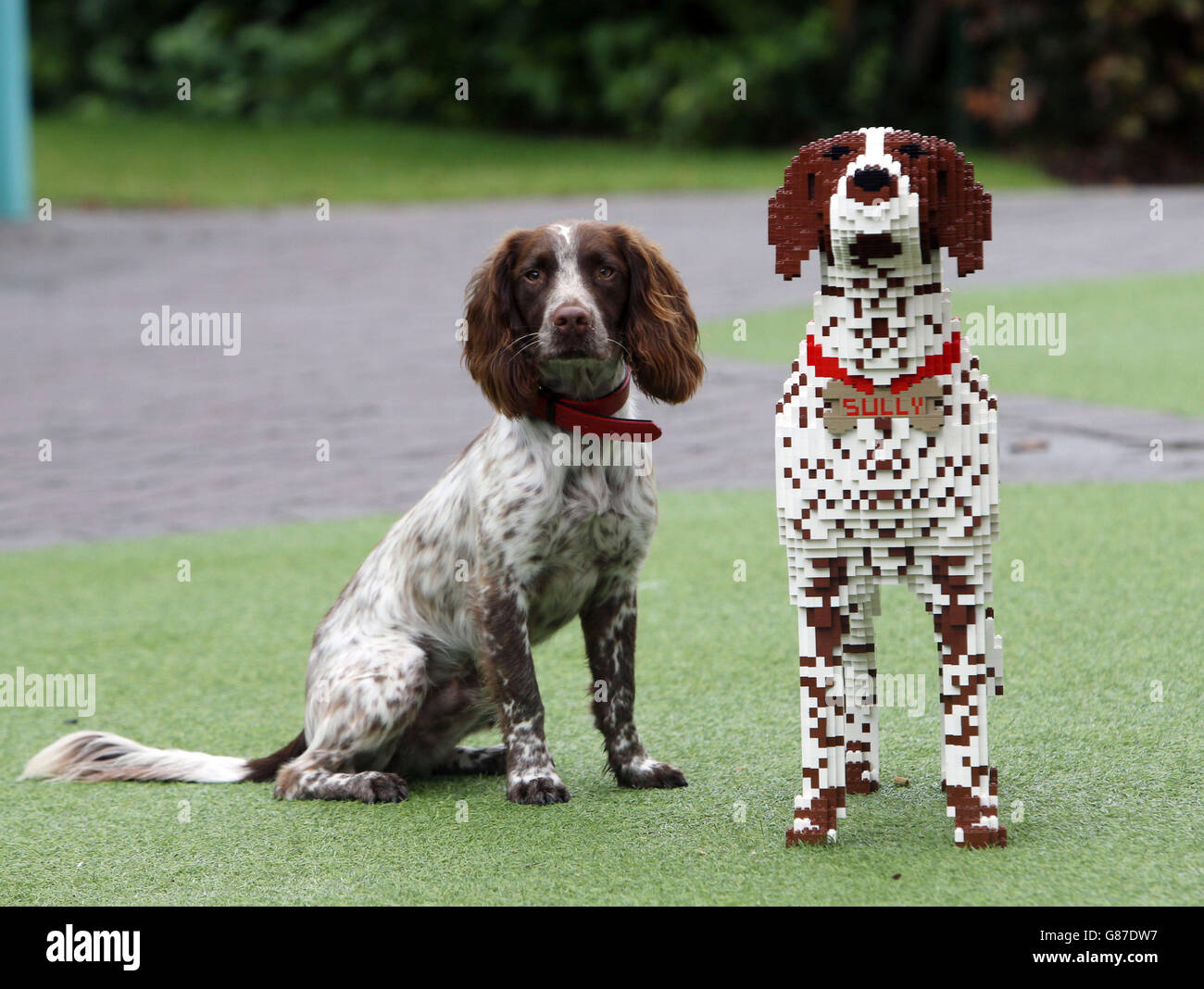 UK's best pet Stock Photo Alamy