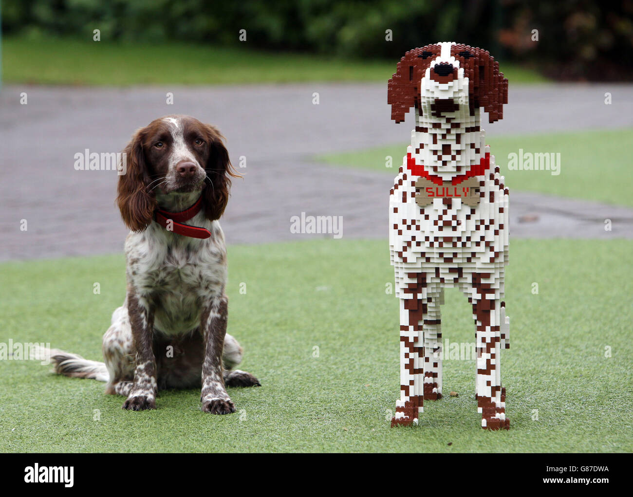 UK's best pet Stock Photo Alamy