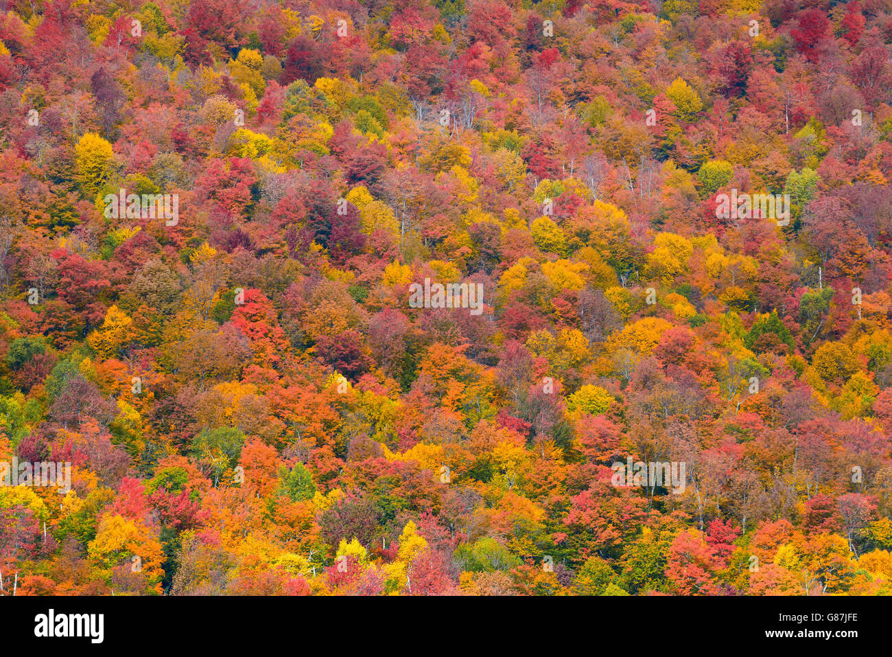 Abstract autumn foliage hi-res stock photography and images - Alamy